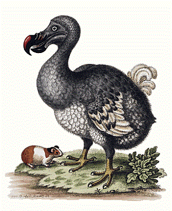 Extinct Dodo Bird